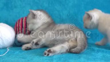 小猫。 白色和灰色的新生小猫在沙发上。 可爱可爱的小猫在宁静的蓝色玩猫玩具